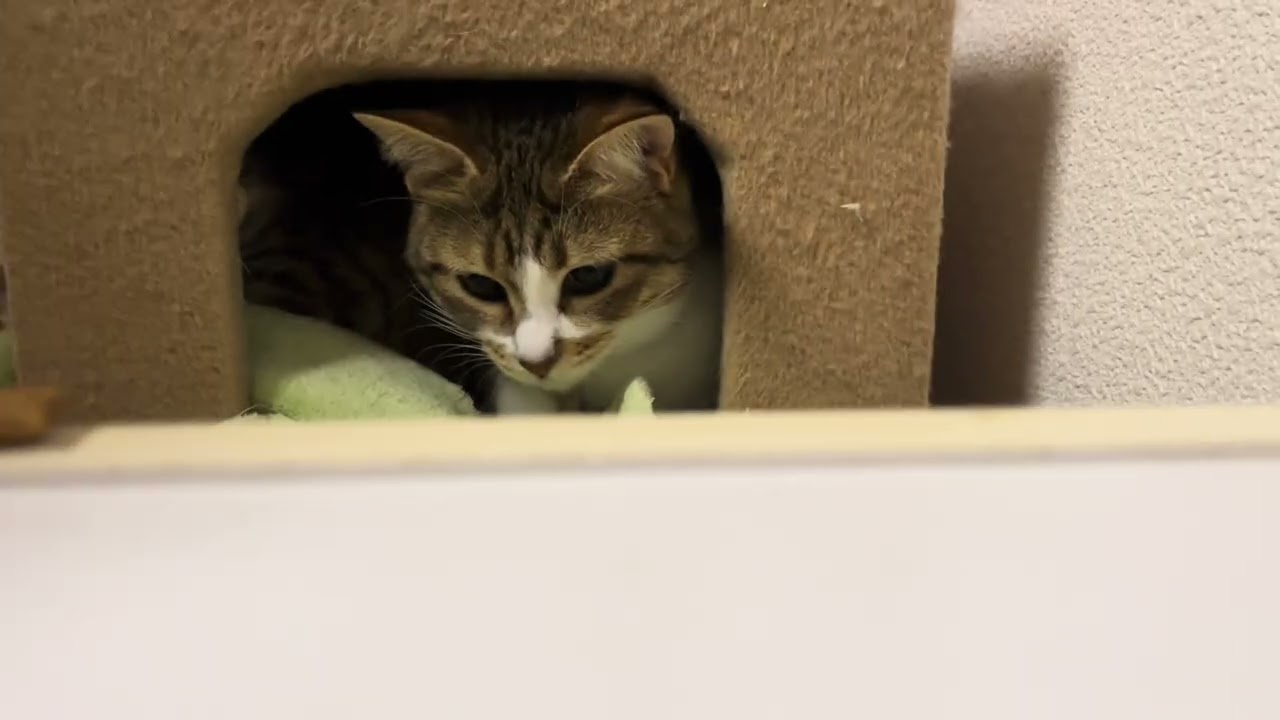 引きこもり出てくるまで#里親募集中 #猫のいる暮らし #保護猫 #cat #人慣れ修行中 