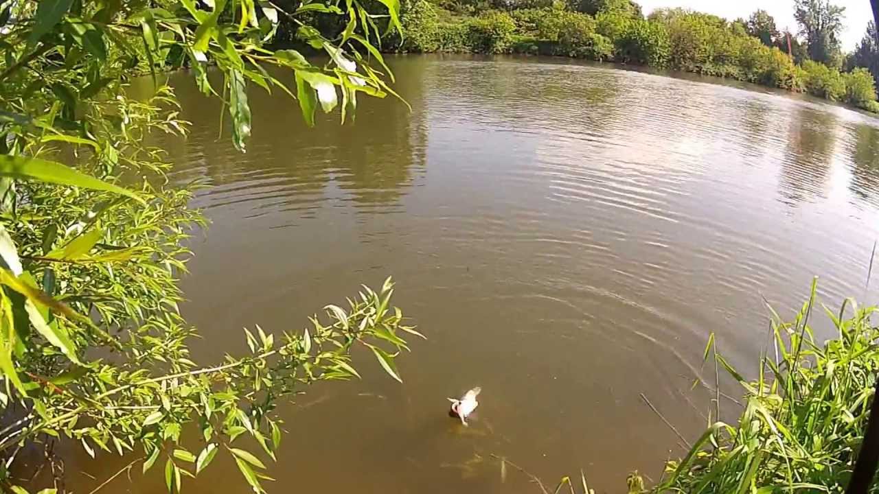 Zander am Neckar