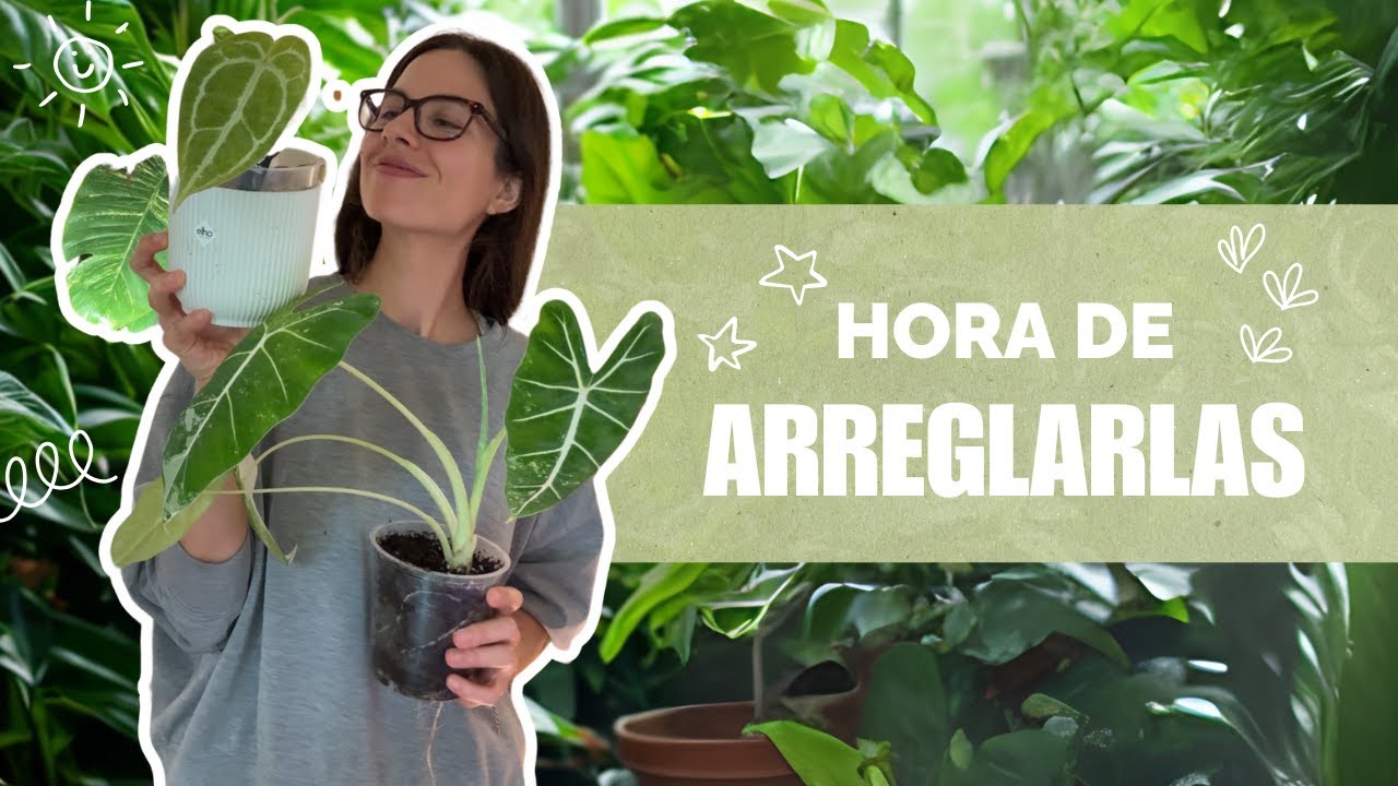 🪴 Mantenimiento TOTAL de mis plantas en prop box