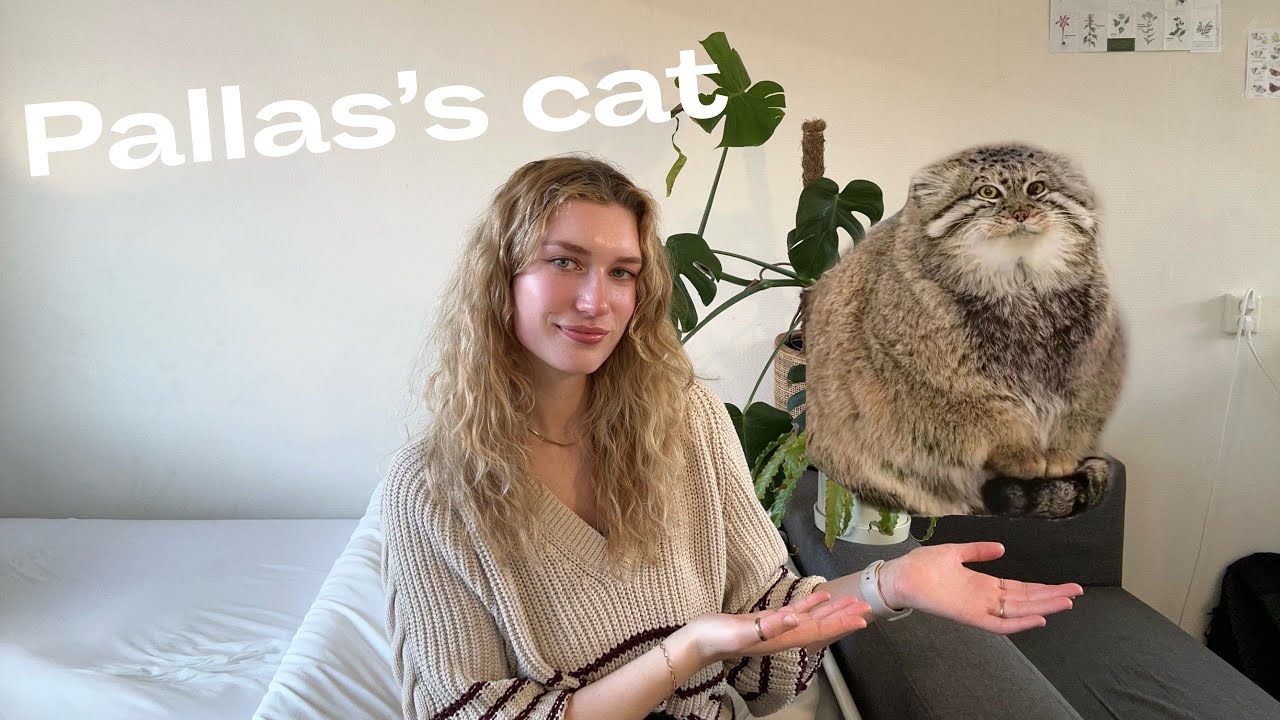 Pallas’s Cat: The Adorable Predator of the High Mountains