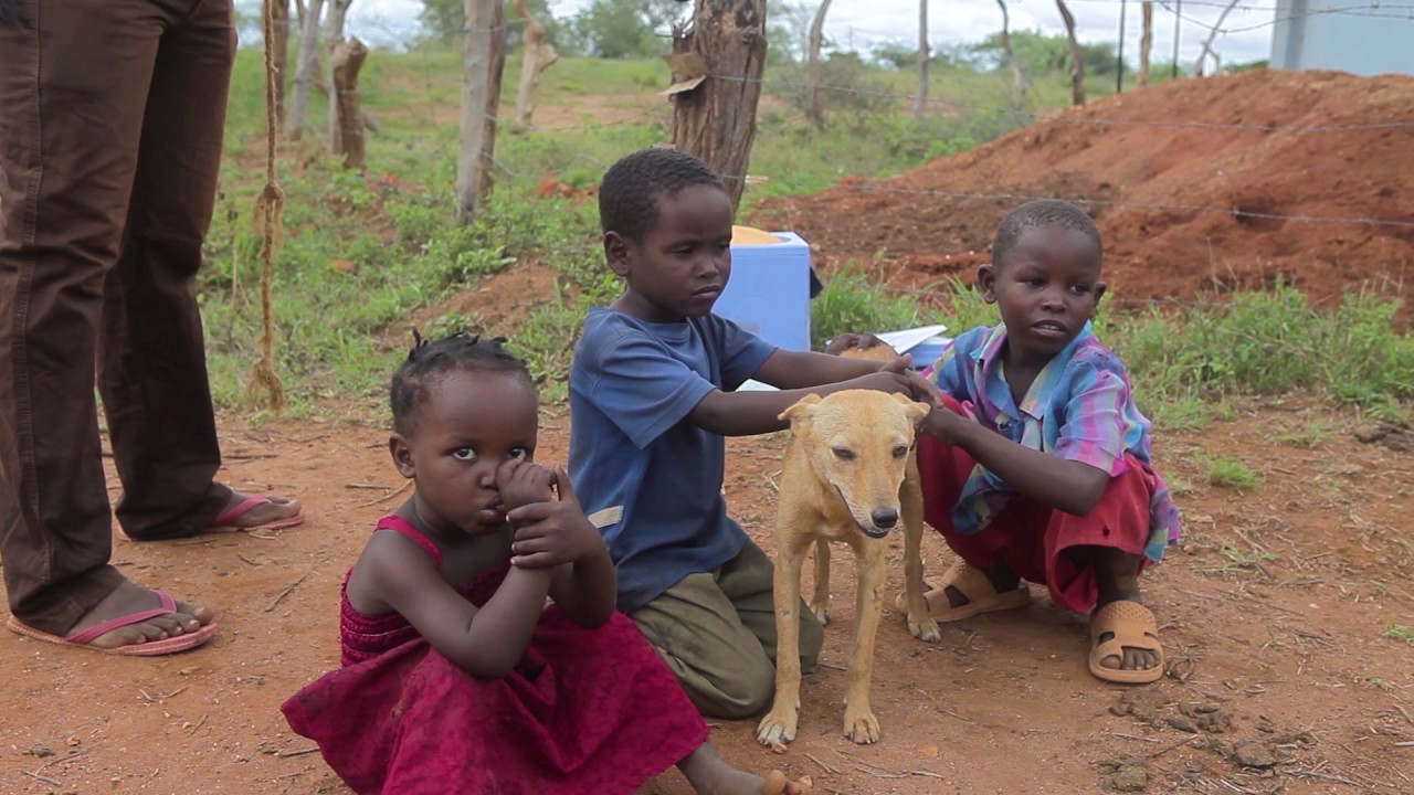 World Animal Protection end of year film -  India