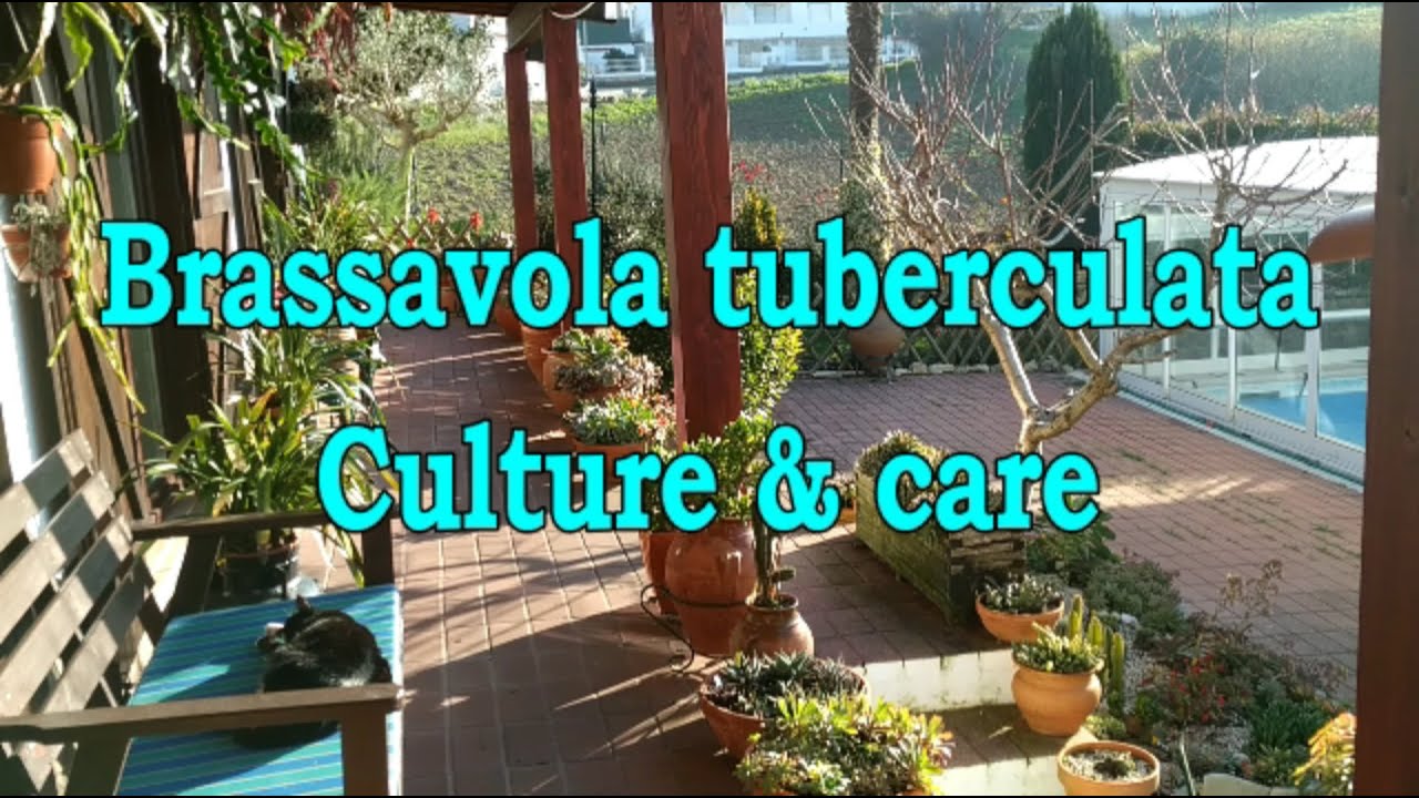 Brassavola tuberculata CULTURE & CARE - #CareCollab with Ninja_orchids LEGENDAS em PORTUGUÊS