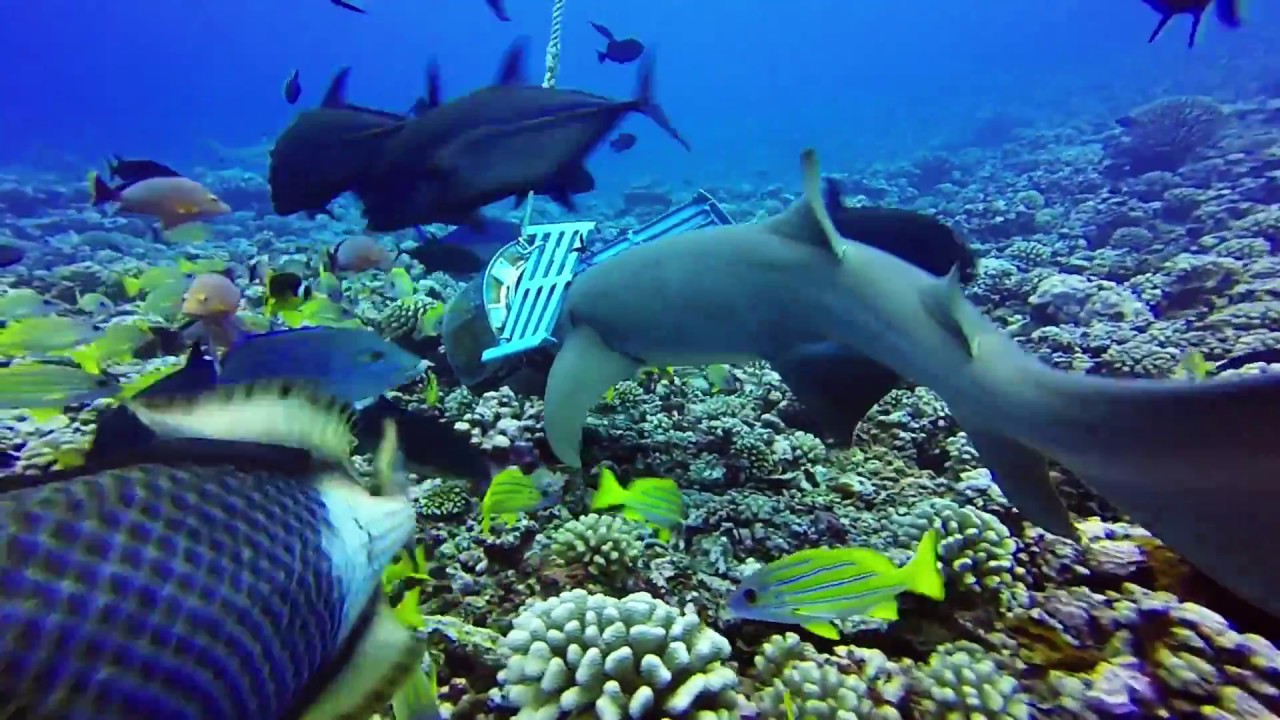 Best of Scuba Dives in Moorea