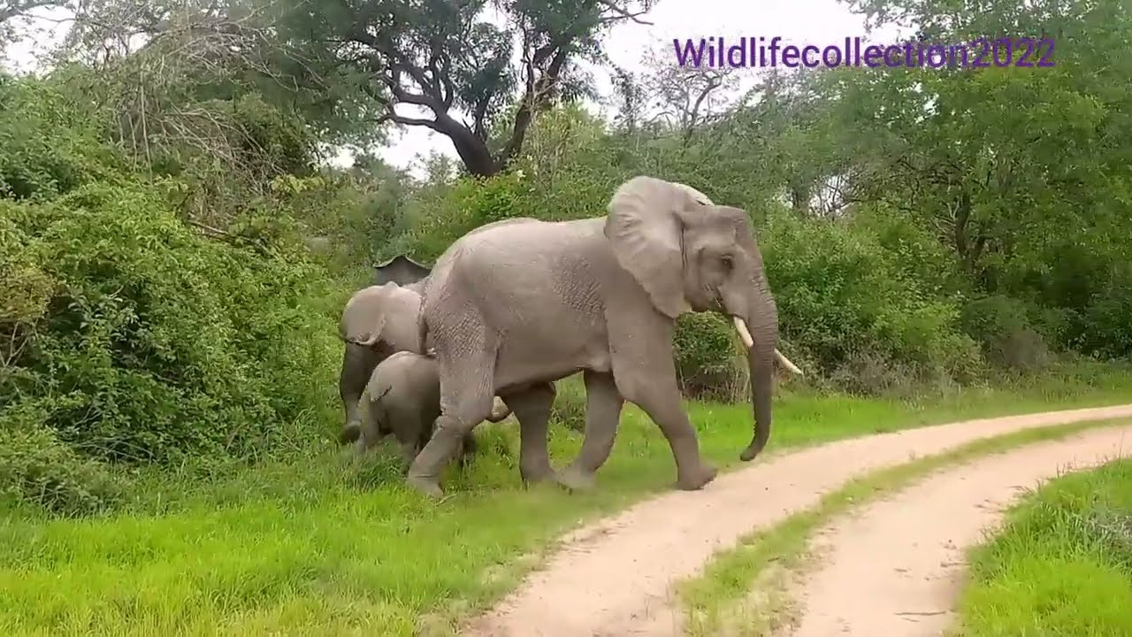 See How Female Elephant Protective they are  to their Babies