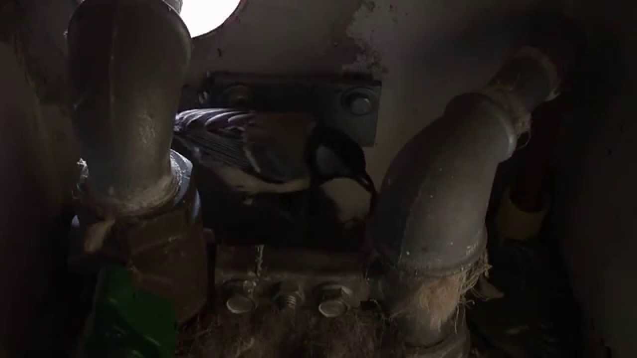 Il nido della cinciallegra