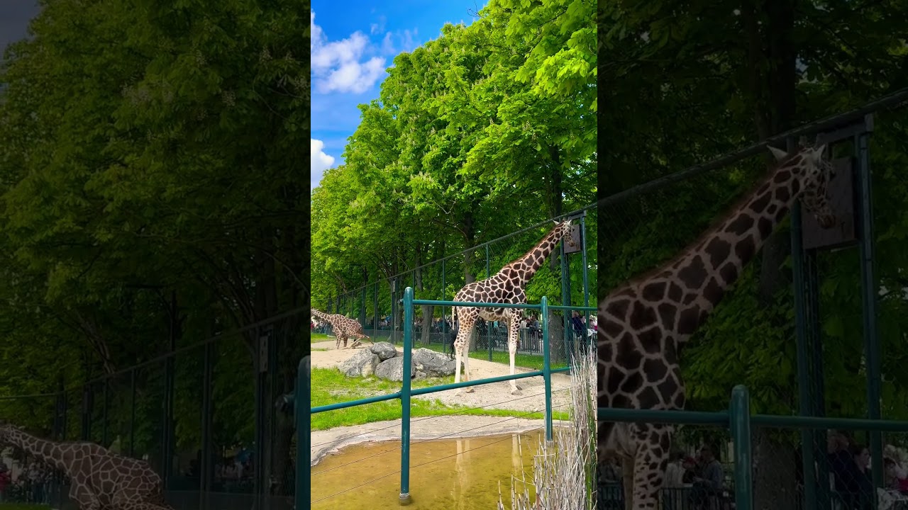 Giraffe 🦒 fail making pippi 😂 #viral