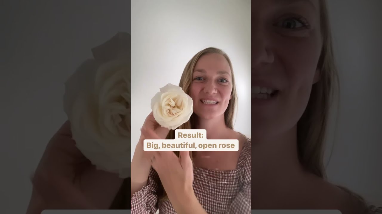 How To Open A Rose - PetalDriven.com