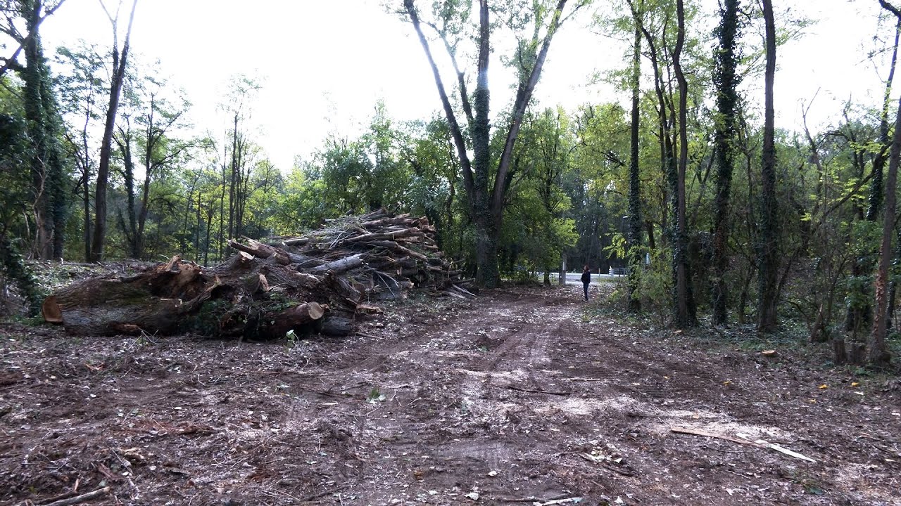 Cremona, ex polveriera: dopo il pesante taglio di alberi ora dominano le robinie
