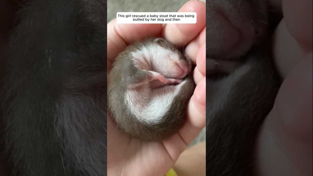This girl rescued a baby stoat that was being bullied by her dog and then