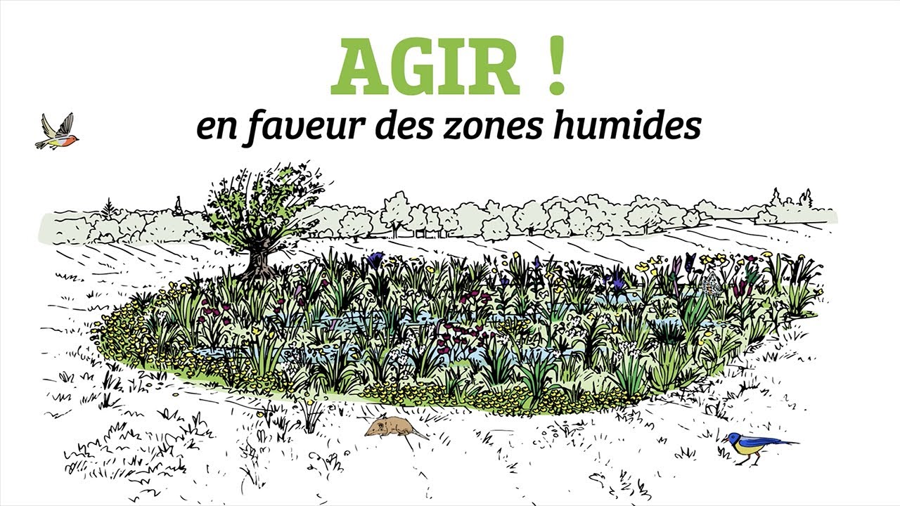 Zones humides en Auvergne-Rhône-Alpes, 🐸💦 préservons-les ! - Vidéostorytelling by Néologis