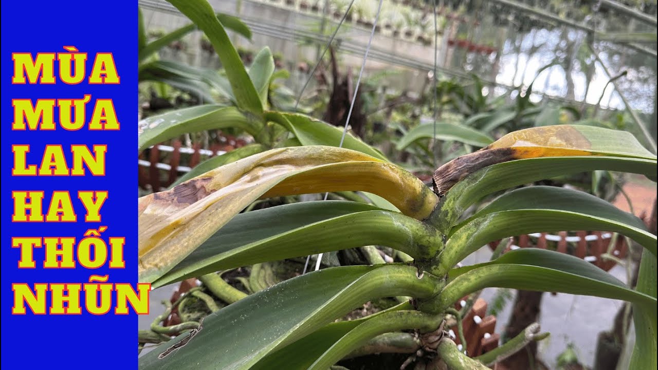 Mùa mưa lan hay thối nhũn sử dụng phân bón loại nào để hạn chế.