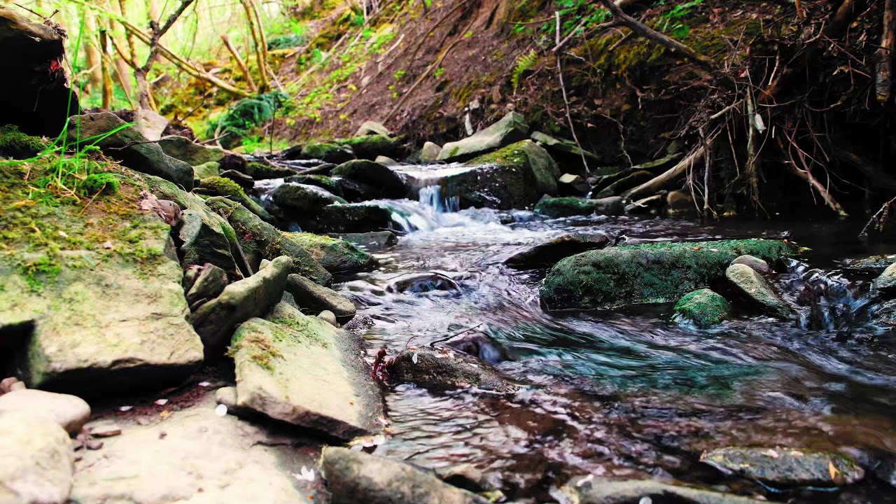 Nature Sounds of Black Forest #5: Calm Creek and Birds ... to Study, Focus, Calm Down