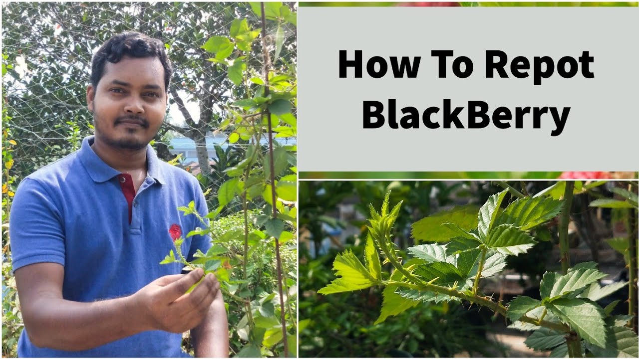 ( Part-2 ) How To Repot Blackberry | How To Grow Blackberry Plant | Vertical Trellis For Blackberry