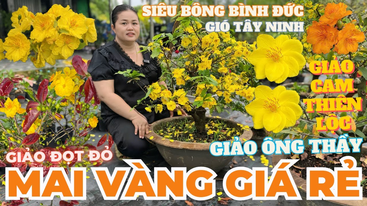 27-02 CHỊ THANH TRÀ Giao Lưu Mai Vàng Giá Rẻ, Giảo Cam Thiên Lộc, Gió Tây Ninh... • THÀNH TRỌNG LÊ