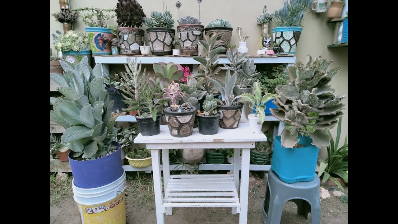 Top 10 *Mi Colección de Kalanchoes + Plantas que Necesitan Sol 💚🌞