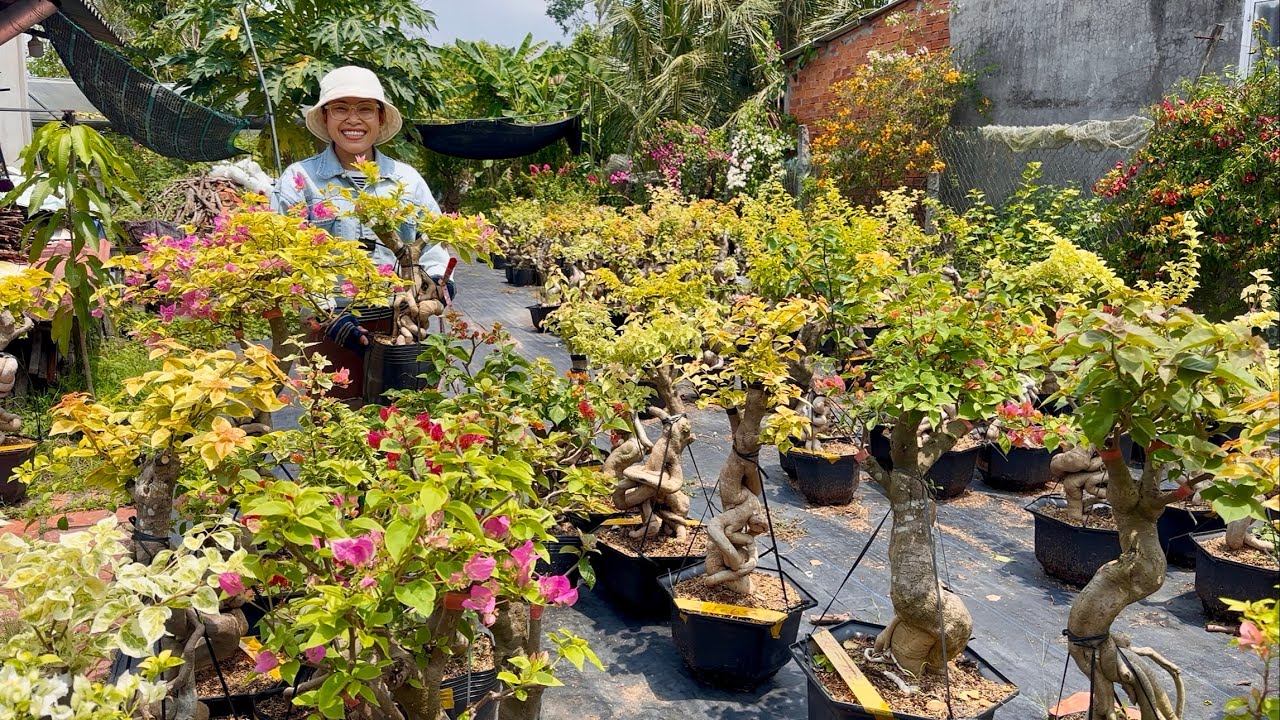 Hoa giấy Nguyễn Thắng giao lưu giống mới các loại, siêu hoa đang búp nụ ☎0825.343.386 Nguyễn Thắng