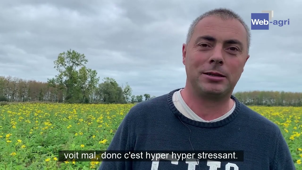 La silphie, une fourragère pérenne aux valeurs protéiques alléchantes
