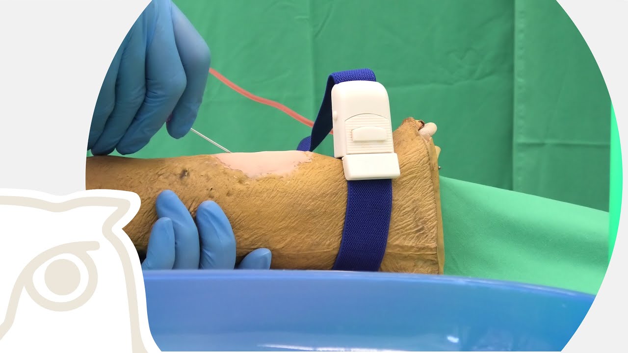 CSL: Das Legen eines peripheren Venenverweilkatheters am Beispiel des Hundes