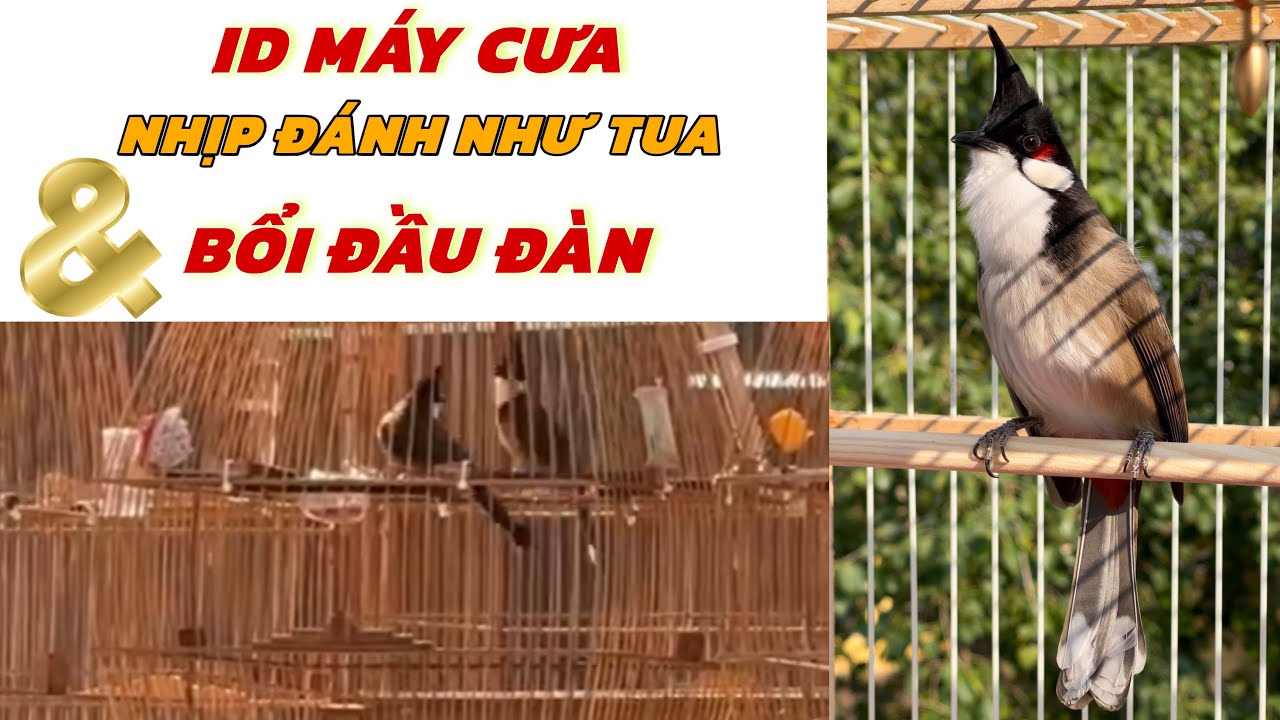 ID MÁY CƯA ĐÁNH MỞ CÁNH 21-1 | Sẵn 2 Bé Phách Cầu Đỉnh Cao - BỔI ĐẦU ĐÀN CHÂN GIÀ ĐANH 