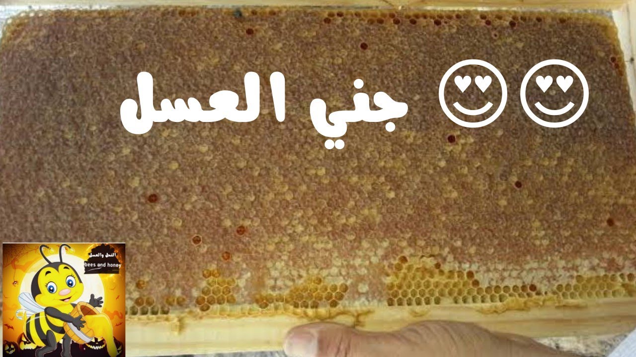 طريقة جني العسل #تربية_النحل