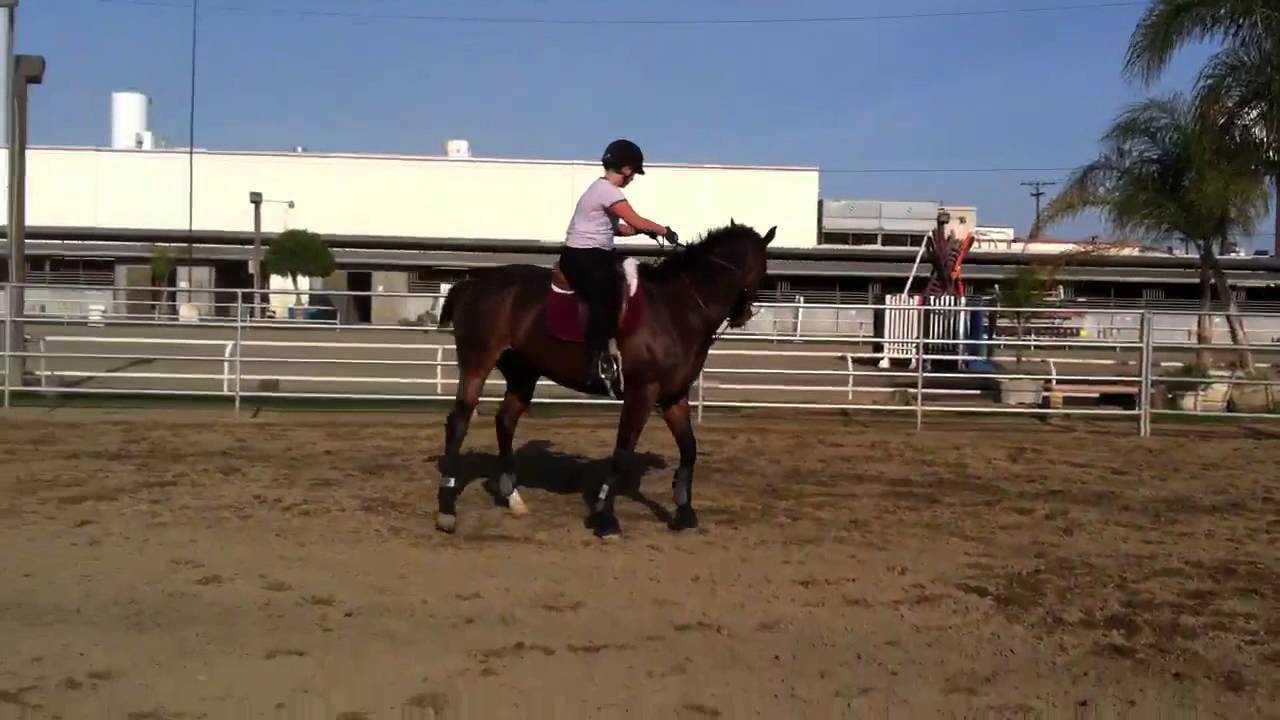 Horse goes crazy