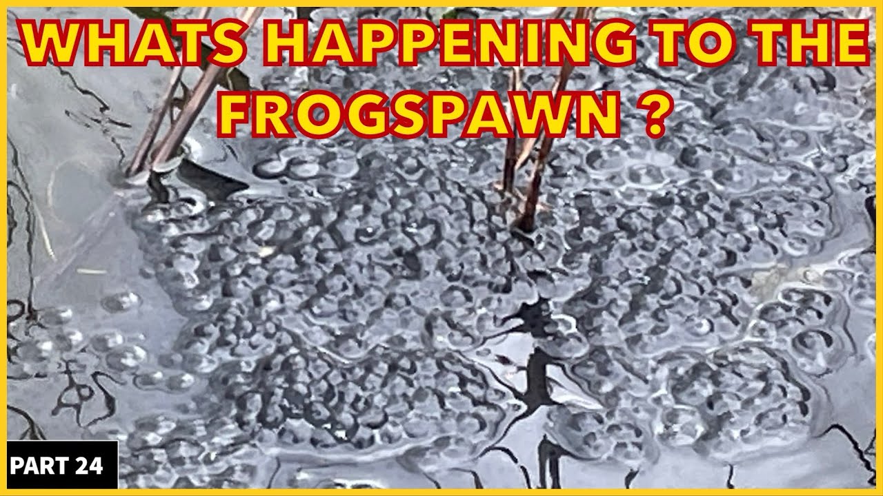 What&rsquo;s Happening To The Frogspawn ? #frogs #toads #frogarmy