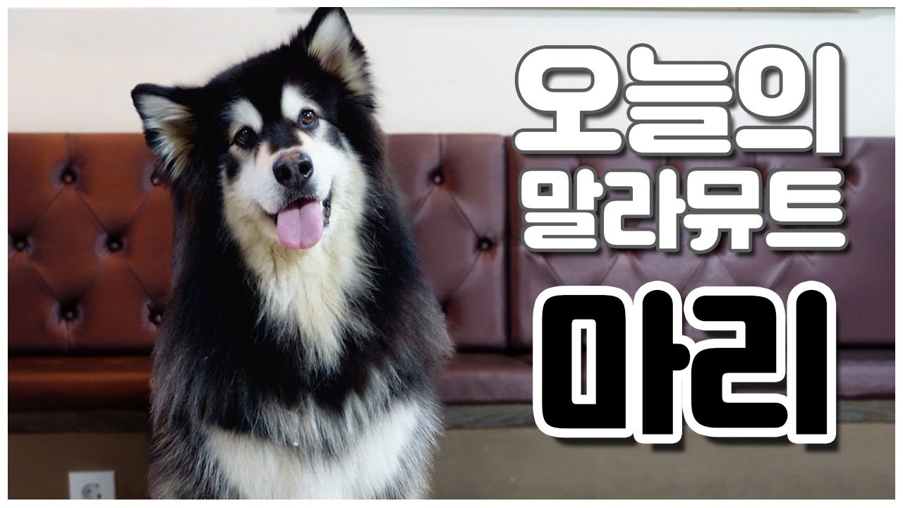 내가 마리야 왕년에 마리야 어? 잘 나갔단 마리야 [오늘의 말라뮤트] 마리편