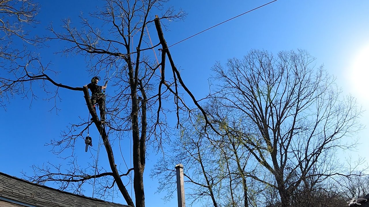 So you want to climb trees for a living?