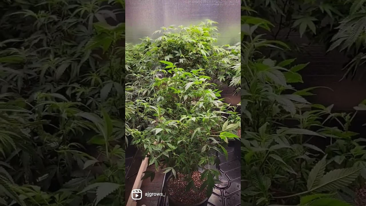 Grow room face-lift, back to automation