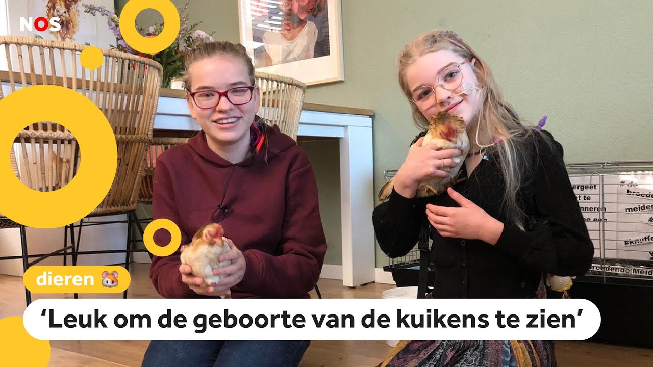 Meike en Floor voeden hun eigen kippen op
