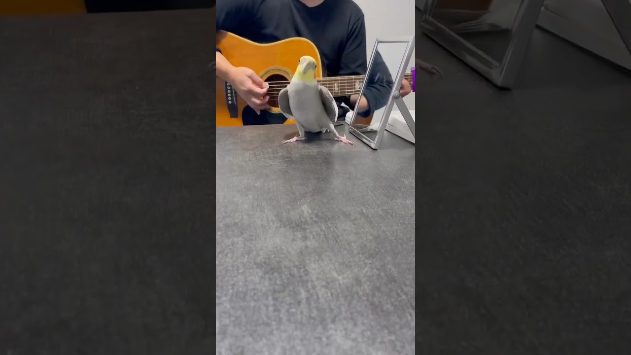 adorable cockatiel bird dancing and singing