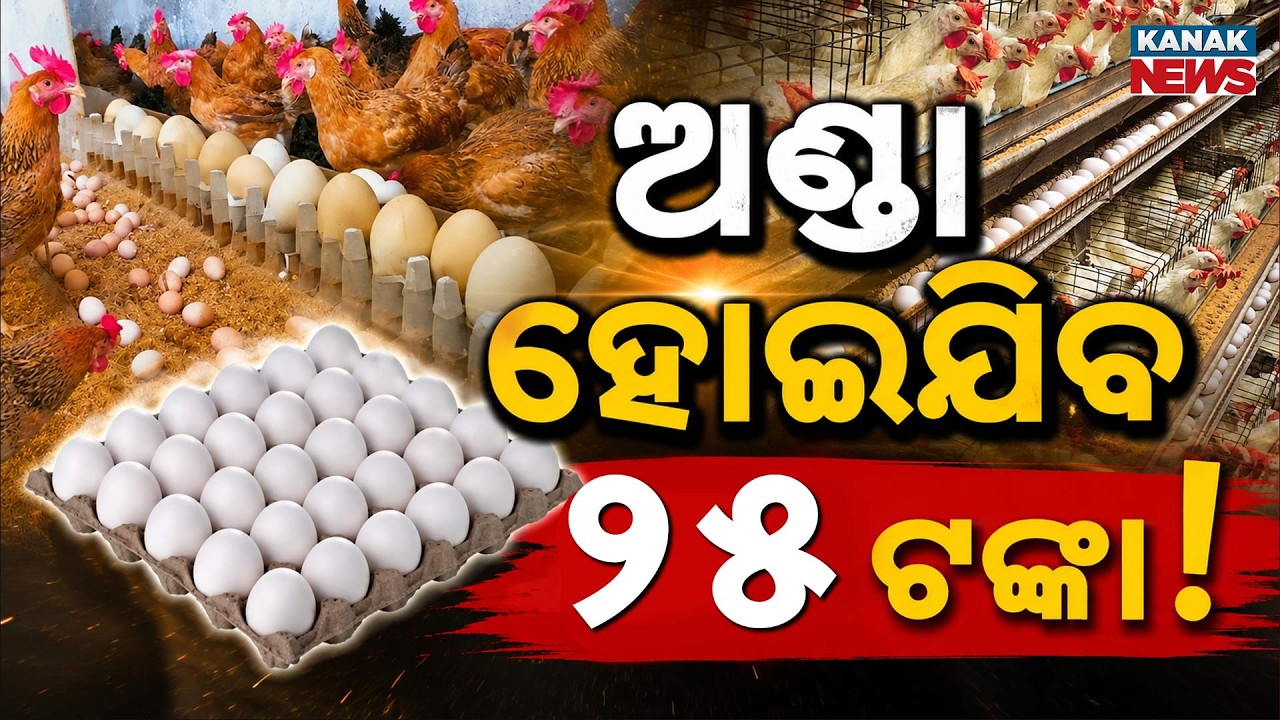 ଆଉ ଖାଇ ହେବନି ଅଣ୍ଡା! | Special Report On Egg Price | Eggs Touch ₹25 As Feed Costs Surge Across India!