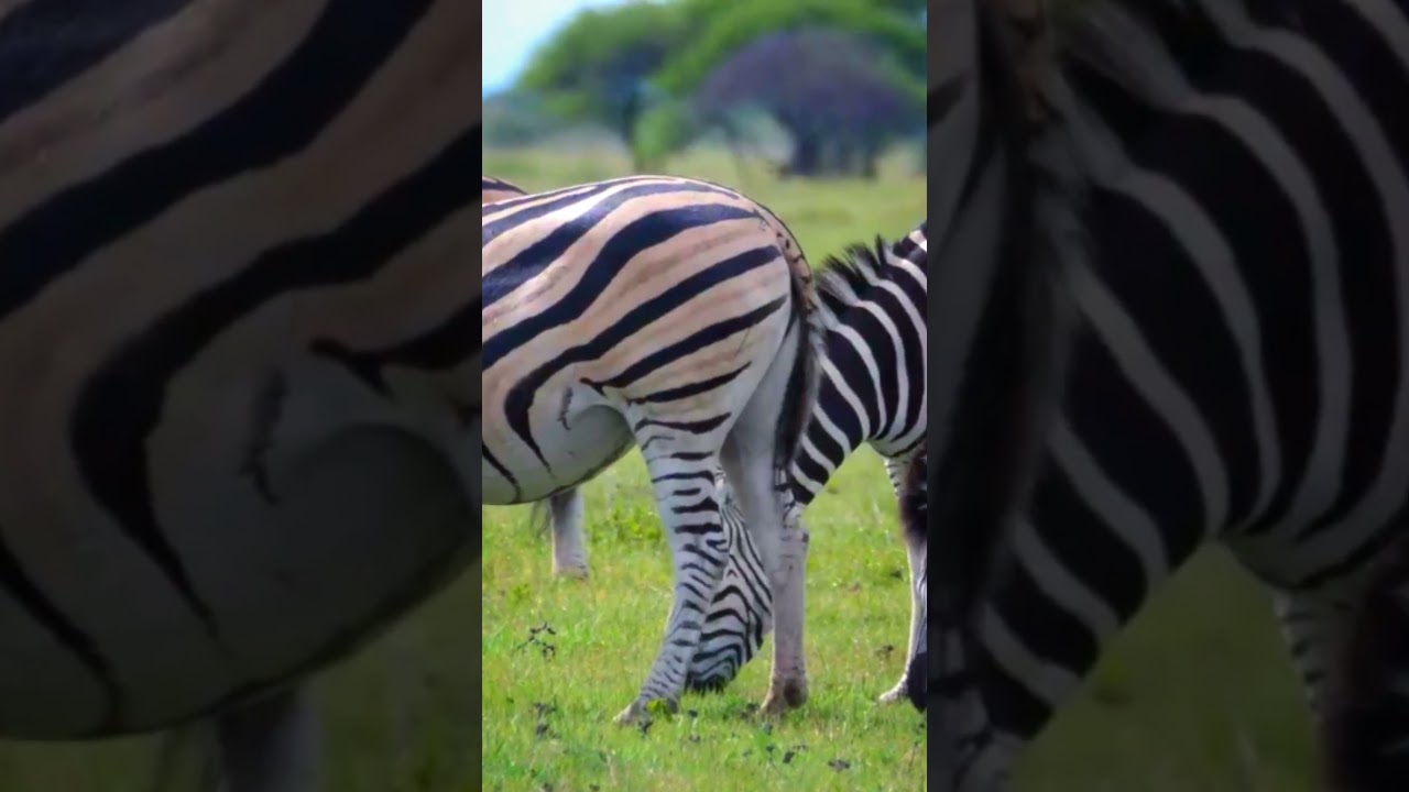 Zebra Closeup