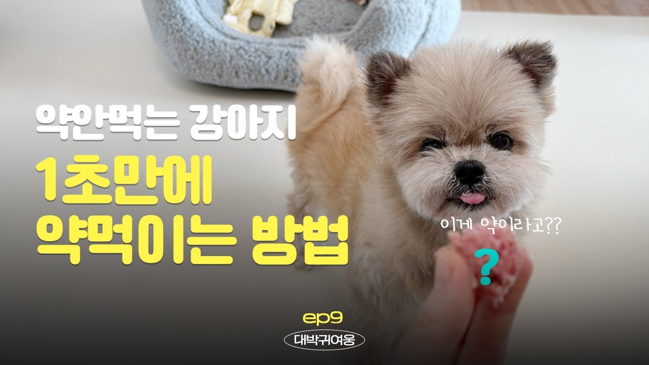 노령견 약 먹이기 힘드시다면 반드시 보세요 !