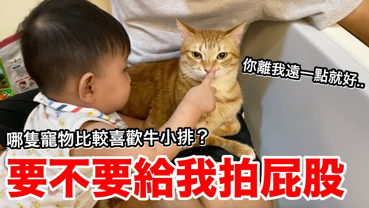 【牛排】牛小排與五隻貓狗的日常『咪咪突然暴怒!!???』