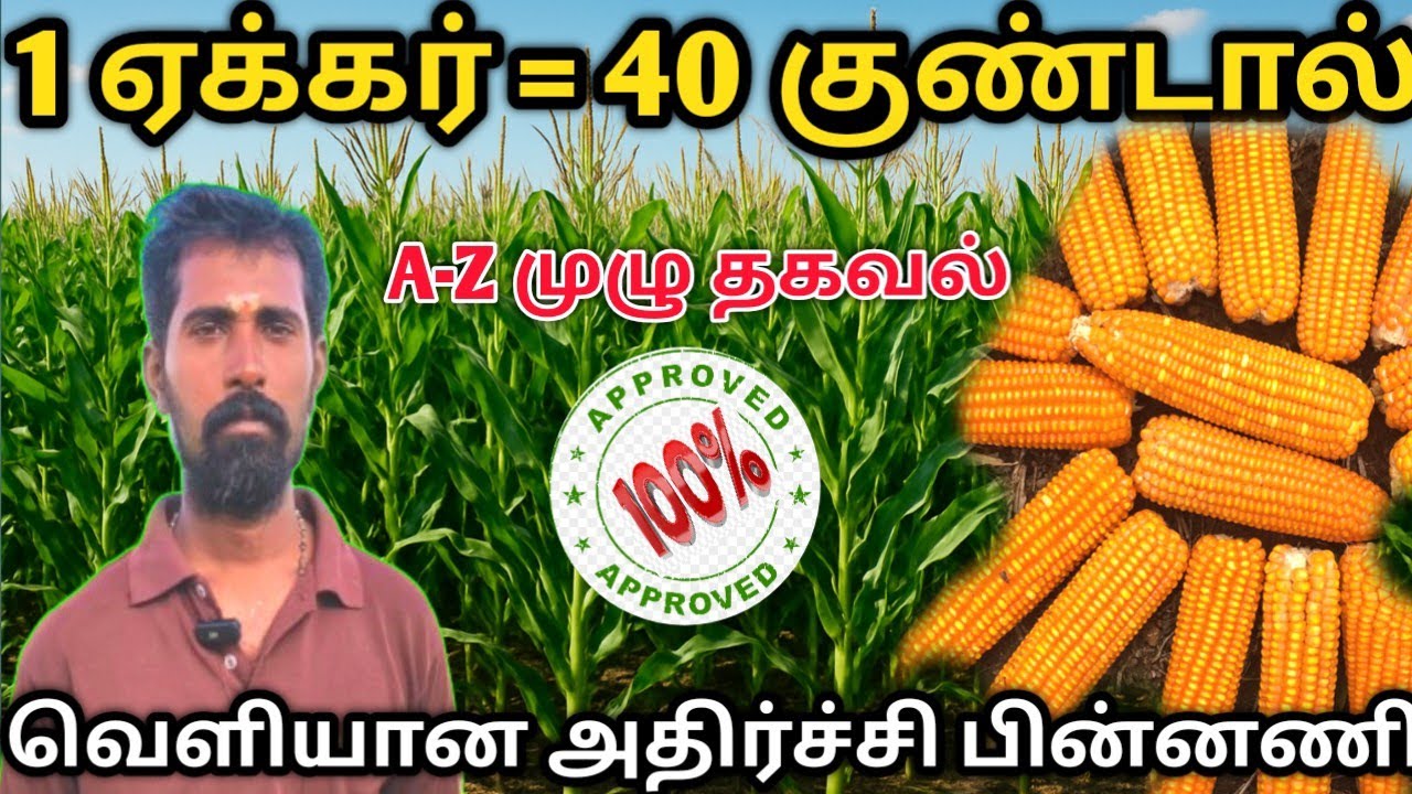மக்காச்சோளத்தில் 1 ஏக்கருக்கு 40 குண்டால் | விவசாயி சொல்ற ரகசியம் | உரம் & பராமரிப்பு ரகசியம் | 