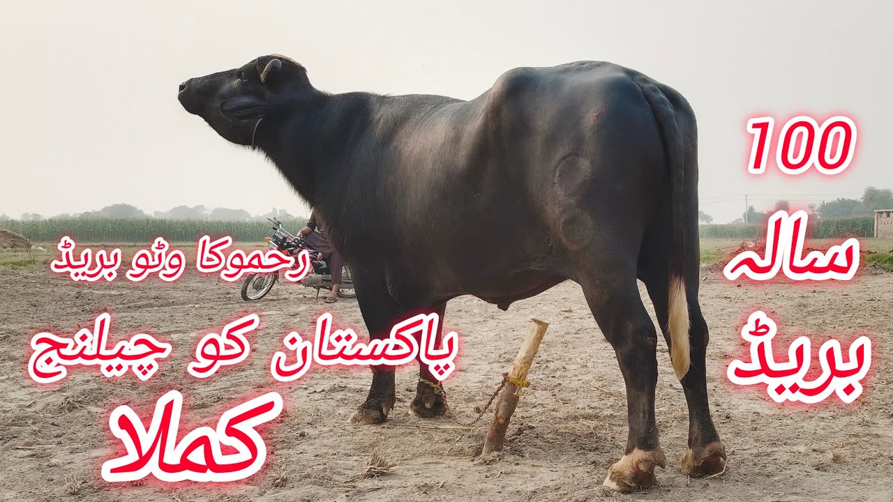 پاکستان کا سب سے بڑا بھینسا World Biggest Nili Ravi Bull for sale in punjab pakistan 27 October 2025