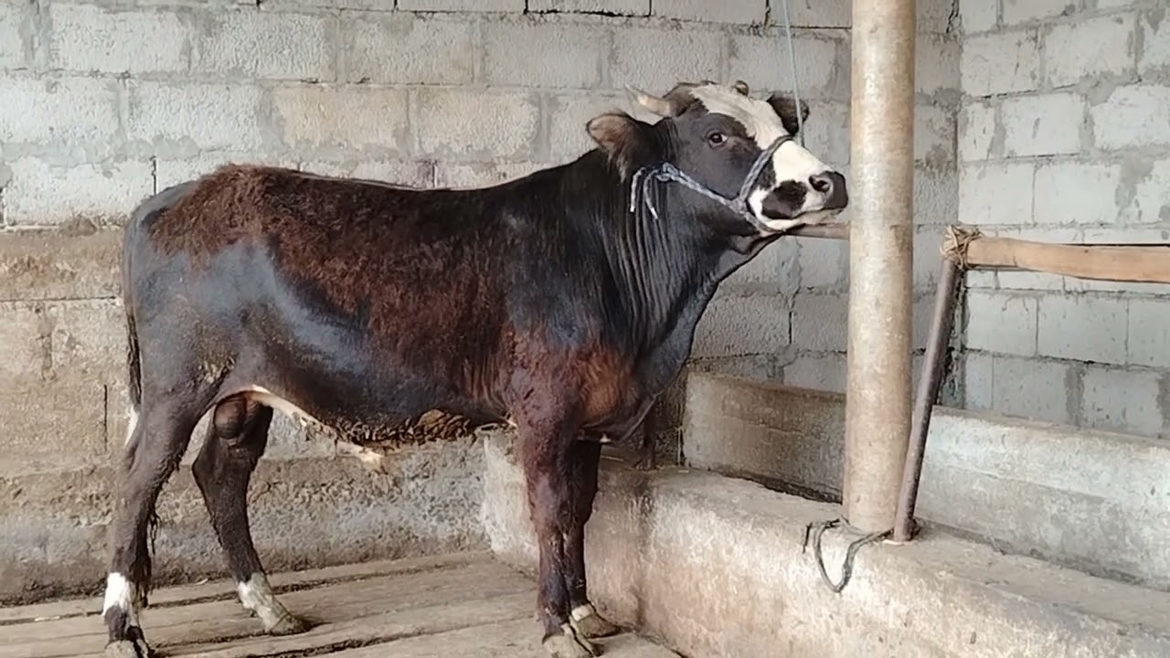 Срочна Акцияи калон дусар бука барое эмда бастан номеро 935011119 