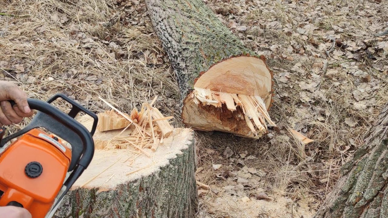 Stihl MS 660 Nyárfa döntés!