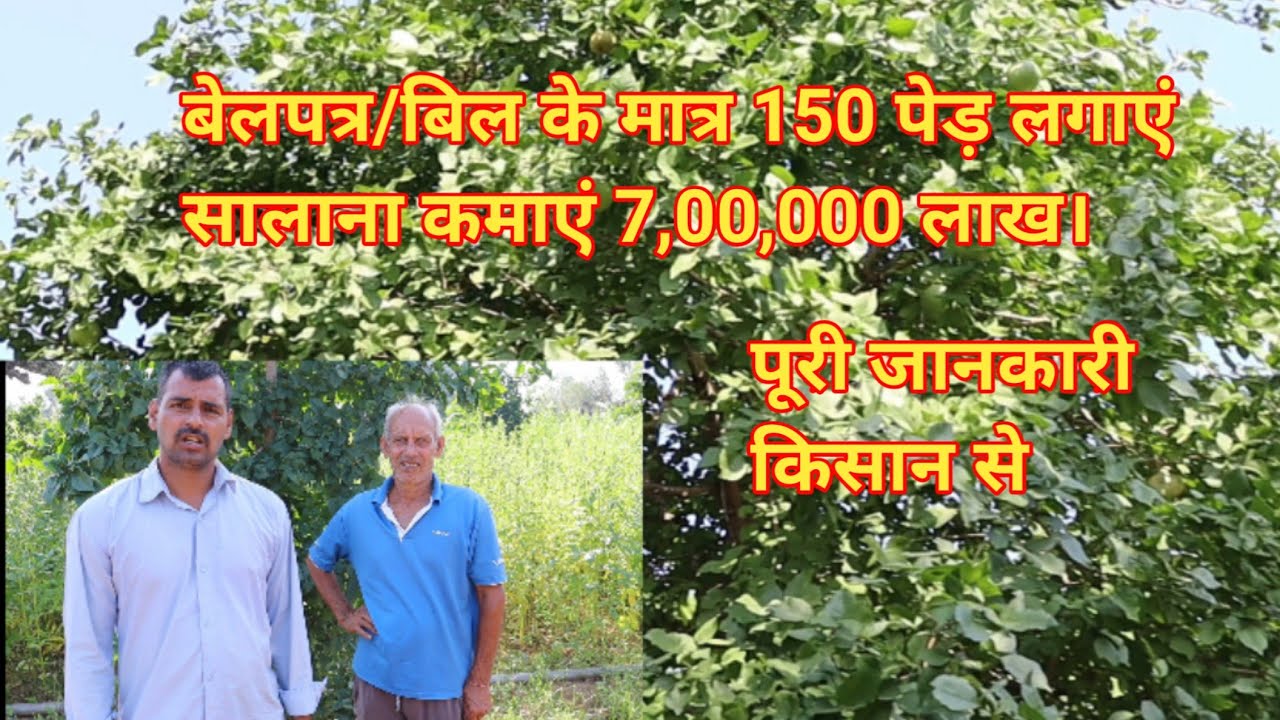 बेल की बागवानी ।Bael fruit farming #baelfruit #farming #kisan #royaltraveling