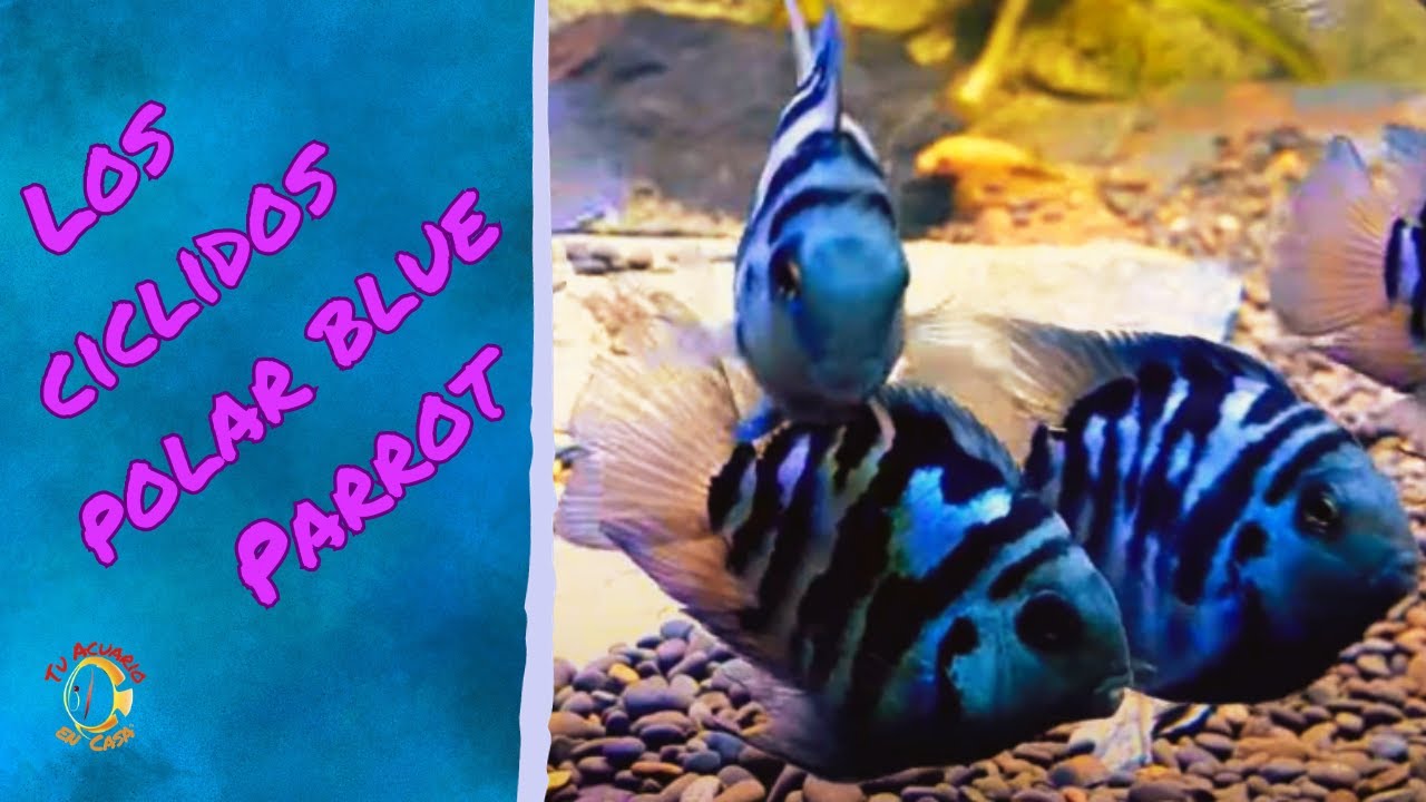 Descubre todo sobre el ciclido polar blue parrot