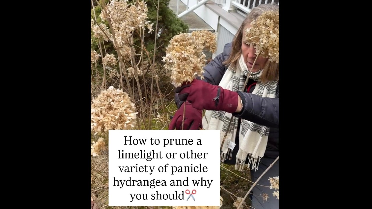 How And When To Prune Your Limelight Or Other Panicle Hydrangea