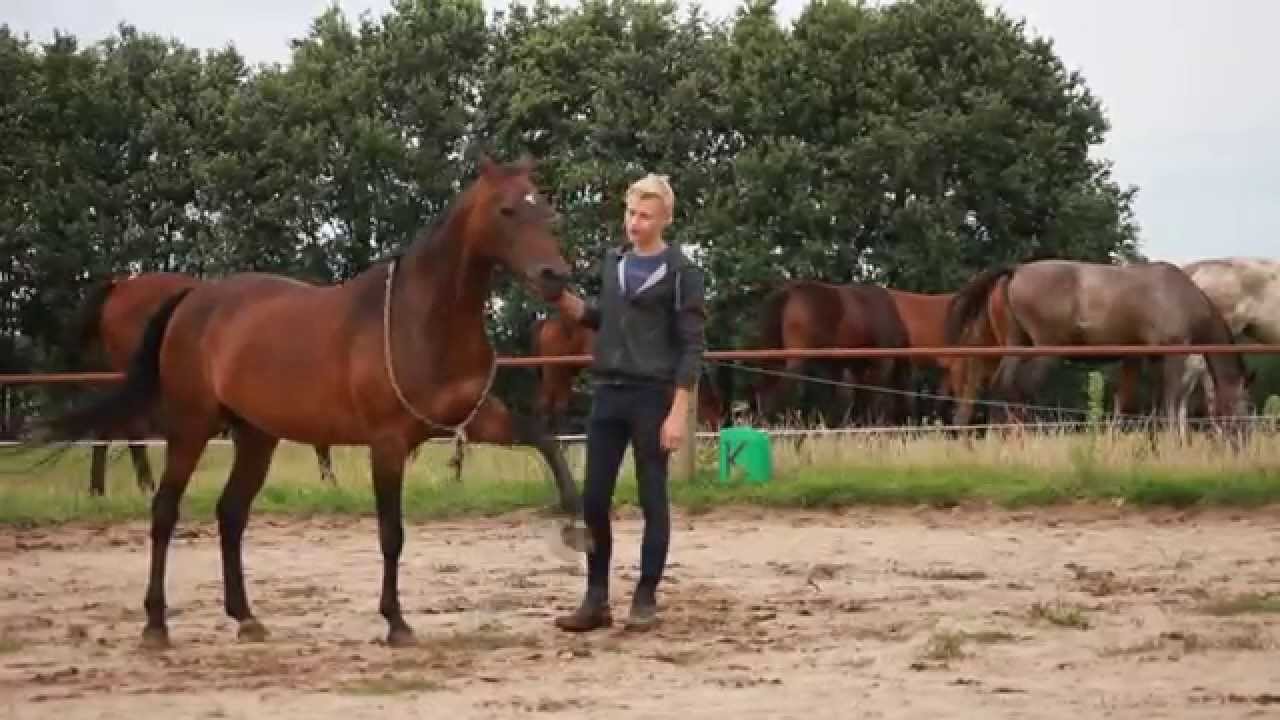 Simple made tricktraining en play video with Andorra