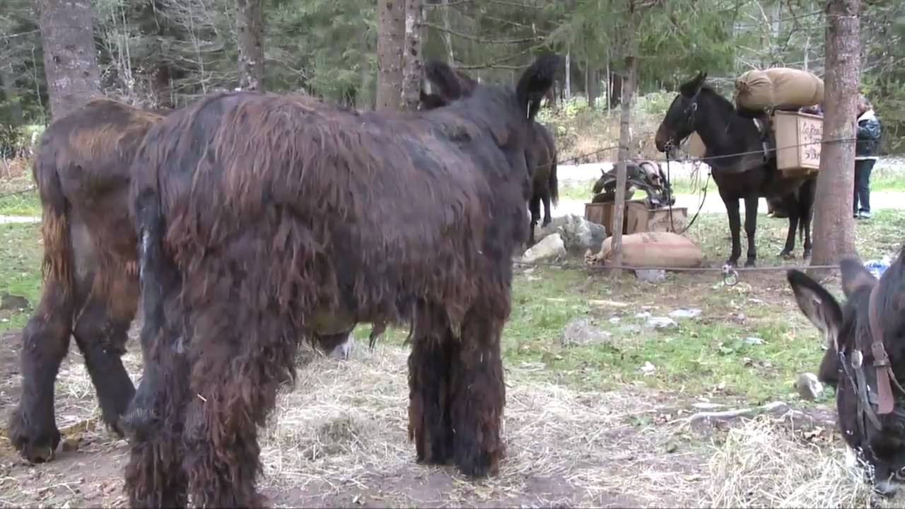 Les Contamines Montjoie: Rencontre des muletiers