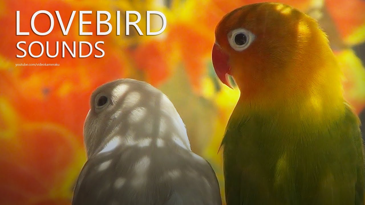 Lovebirds Chirping Sounds: Agapornis Fischeri - January 2024