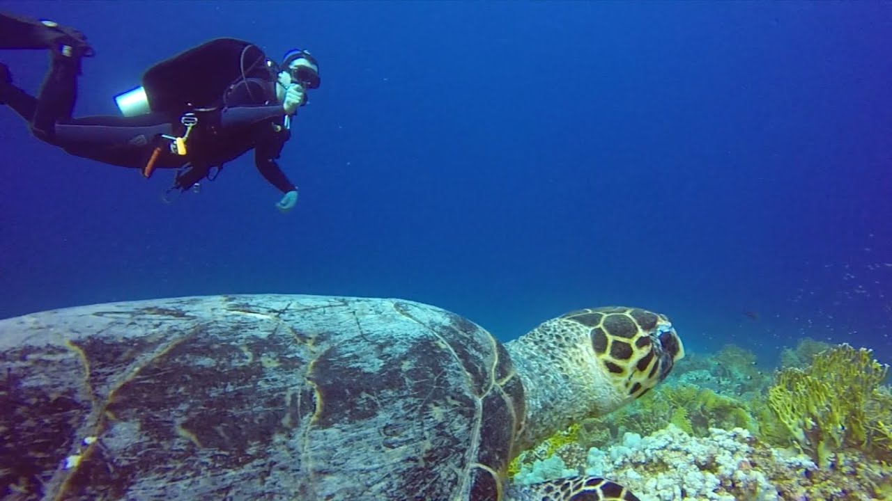 Safaga Diving 2015