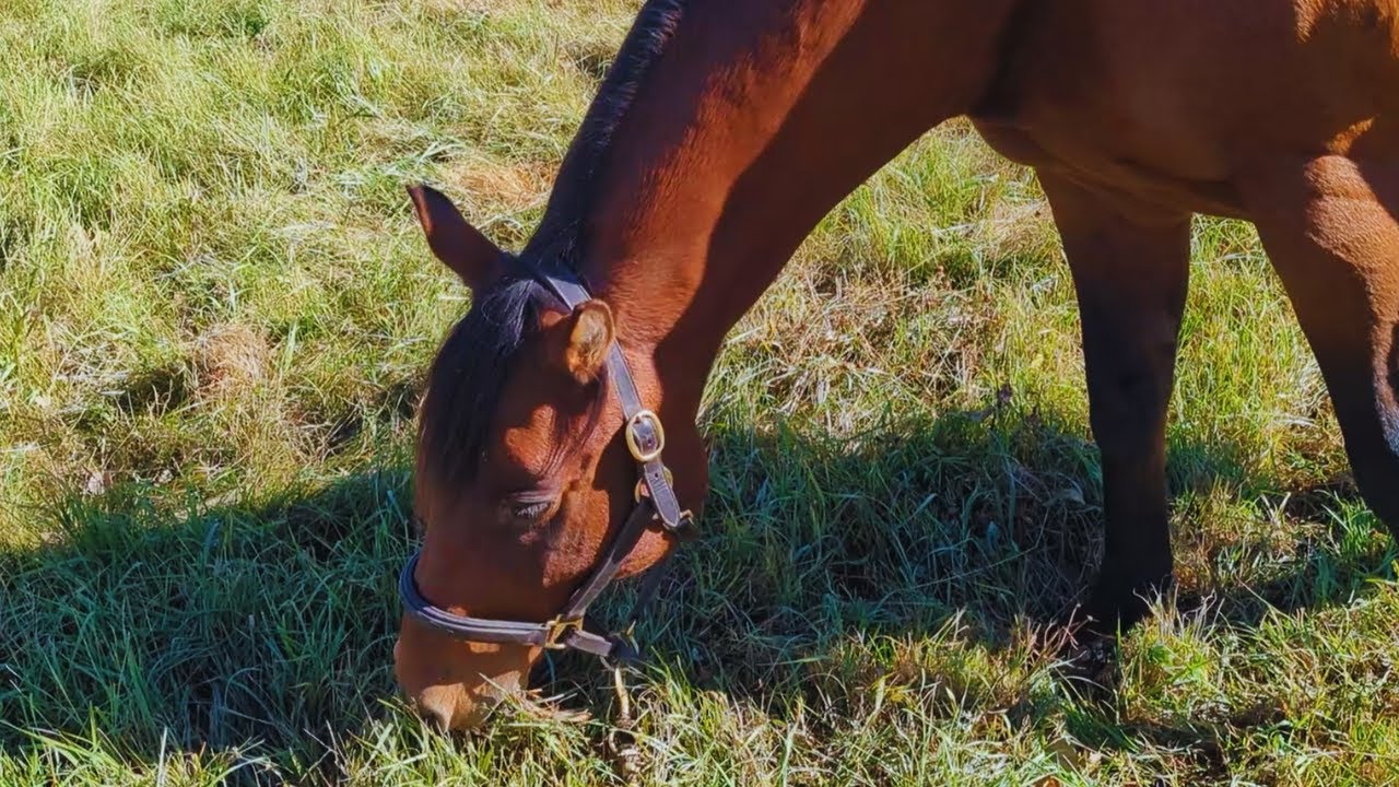 Horse Eating ASMR Compilation | Oddly Satisfying ASMR