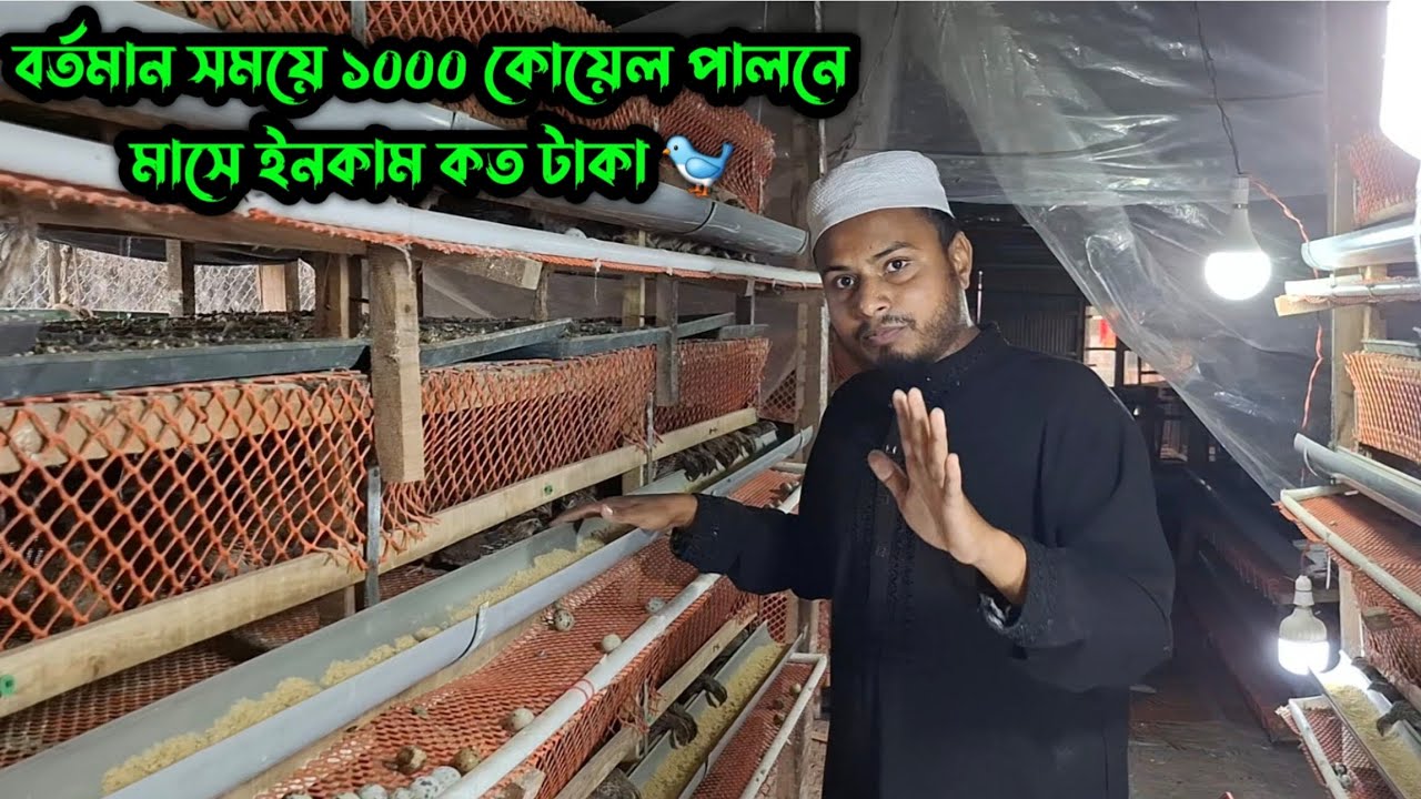 ১০০০ কোয়েল পাখি থেকে মাসে ১৫ হাজার টাকা আয় সম্ভব? বাস্তব হিসাব ২০২৬