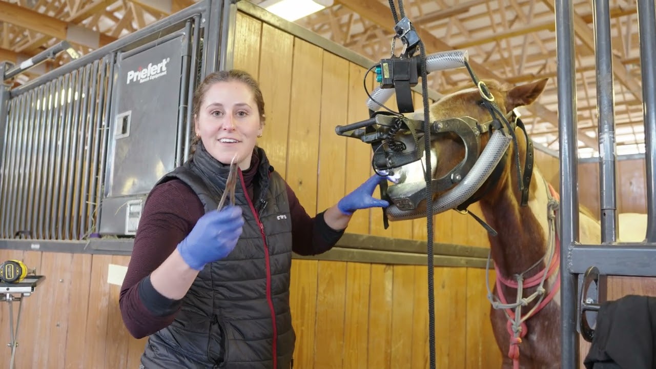 CSU Equine Field Service