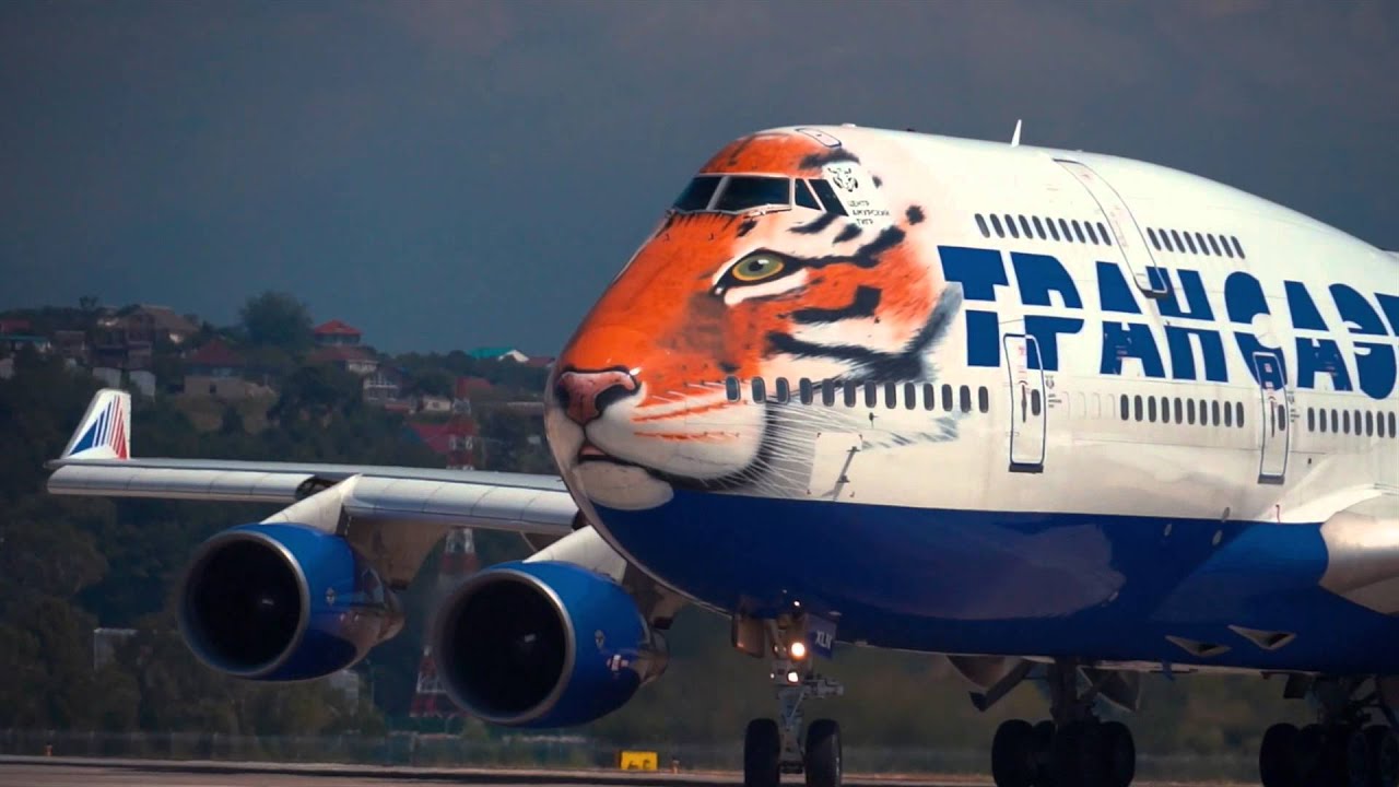 Боинг 747-400 Трансаэро с ливреей тигра на носу